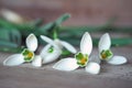 Snowdrops