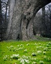 Snowdrops