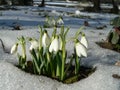 Snowdrops Royalty Free Stock Photo