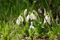 Snowdrops Royalty Free Stock Photo