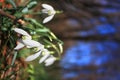 Snowdrops Royalty Free Stock Photo