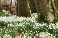 Snowdrops Royalty Free Stock Photo