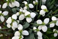 The snowdrops from above, Galanthus nivalis