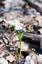 Snowdrops against old leaves in spring wood