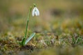Snowdrops as a first spring flowers Royalty Free Stock Photo