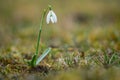 Snowdrops as a first spring flowers