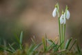 Snowdrops as a first spring flowers