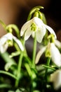 Snowdrops background for winter or spring season, Galanthus nivalis