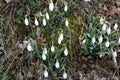 Snowdrops on Bear mountain Royalty Free Stock Photo