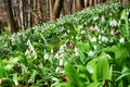 Field of snowdrops