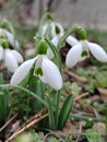 Snowdrops, beautiful primroses with the smell of spring