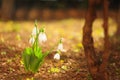 Snowdrops during the beautiful sunny daylight