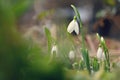 Snowdrops - Beautiful white spring flowers. The first flowering plants in spring. Natural colorful background. Galanthus nivalis Royalty Free Stock Photo