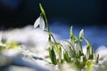 Snowdrops-Beautiful white spring flowers.The first flowering plants in spring. (Galanthus nivalis) Royalty Free Stock Photo
