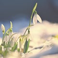Snowdrops - Beautiful white spring flowers. The first flowering plants in spring. Natural colorful background.Galanthus nivalis Royalty Free Stock Photo
