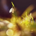 Snowdrops - Beautiful white spring flowers. The first flowering plants in spring. Natural colorful background. Galanthus nivalis Royalty Free Stock Photo