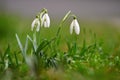 Snowdrops. Beautiful white spring flowers. The first flowering plants in spring (Galanthus nivalis). Royalty Free Stock Photo
