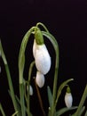 Snowdrops on Black Royalty Free Stock Photo