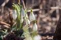 Snowdrops bloom in the courtyard of a house Royalty Free Stock Photo