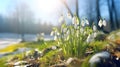 Snowdrops bloom in the forest. Spring flowers Royalty Free Stock Photo