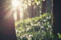 Snowdrops bloom at sunrise in a serene forest setting with soft sunlight filtering through the trees Royalty Free Stock Photo