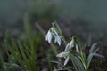 Snowdrops blooming in the garden. First spring flowers close up Royalty Free Stock Photo