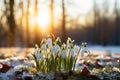 Snowdrops blooming in garden with sunlight background, early spring melting snow Royalty Free Stock Photo