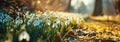 snowdrops are blooming in the spring along a yellow grass field Royalty Free Stock Photo