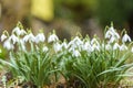Snowdrops blooming in spring background. Spring flowers Royalty Free Stock Photo