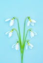 Snowdrops on blue paper background