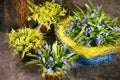 Snowdrops blue and yellow floristry vase brown background