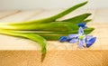 Snowdrops on the board Royalty Free Stock Photo