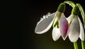 Snowdrops, bokeh background, copy space for text, beginning of spring, macro close-up of snowdrops