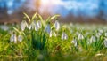 Snowdrops, bokeh background, copy space for text, beginning of spring, macro close-up of snowdrops