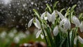 Snowdrops, bokeh background, copy space for text, beginning of spring, macro close-up of snowdrops