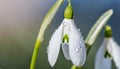Snowdrops, bokeh background, copy space for text, beginning of spring, macro close-up of snowdrops
