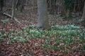 Snowdrops wildflowers in Wandlebury Country Park