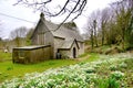 Snowdrops in a churchyard Royalty Free Stock Photo