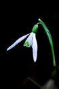 Snowdrops Royalty Free Stock Photo