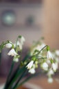 Snowdrops closeup in room Royalty Free Stock Photo