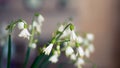 Snowdrops closeup in room Royalty Free Stock Photo