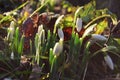 Snowdrops