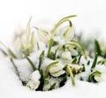 Snowdrops