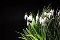 Snowdrops covered in water droplets against a black background. Royalty Free Stock Photo