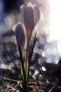 Snowdrops crocus Royalty Free Stock Photo