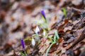 Crocus  inside of the forest Royalty Free Stock Photo