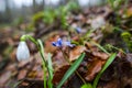 Crocus  inside of the forest Royalty Free Stock Photo