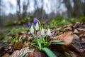 Crocus  inside of the forest Royalty Free Stock Photo