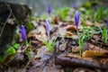 Crocus  inside of the forest Royalty Free Stock Photo