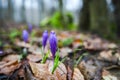 Crocus  inside of the forest Royalty Free Stock Photo
